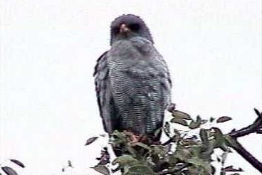 Raptors, goshawks, Melierax metabates, Dark chanting goshawk